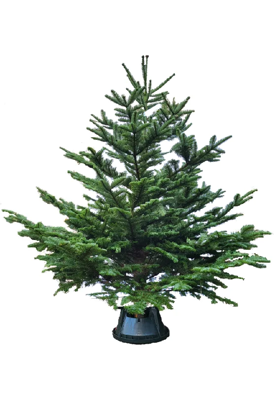 5ft Noble Fir Christmas Tree