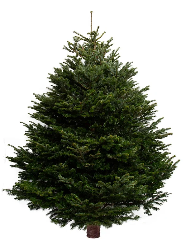 11ft Nordmann Fir