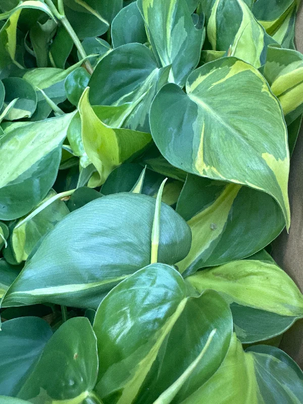 Philodendron 'Brasil'